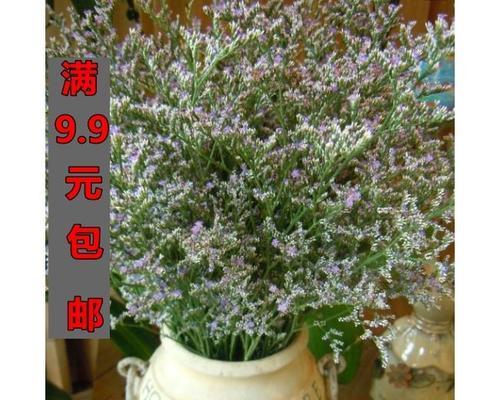 跳舞草怎么养殖（跳舞草的养护要点）