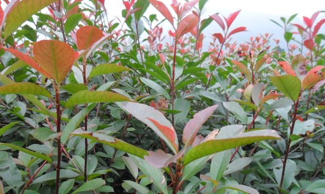 红叶石楠种子种植方法（红叶石楠种植条件与管理）