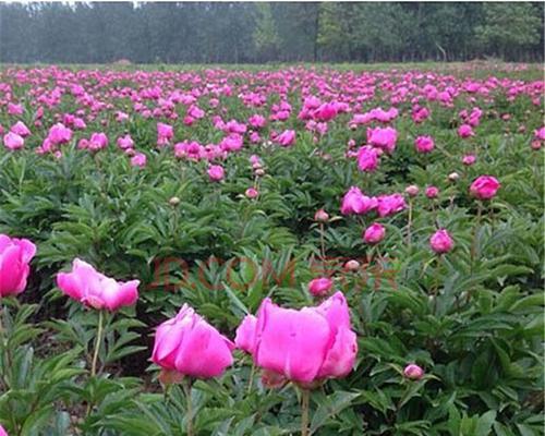 芍药花栽培与养殖（打造美丽花园的芍药花栽培技巧）