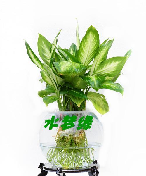 水培植物有哪些品种（盘点八种常见的水培植物）