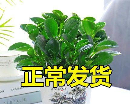 豆瓣绿水培怎么养（豆瓣种植技术要点）