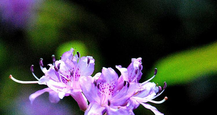 杜鹃花科有哪些植物（最常见的杜鹃花品种介绍）