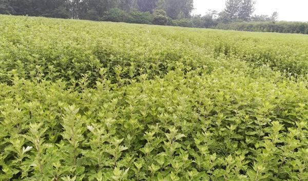 艾草如何种植（艾草的种植方法和时间）