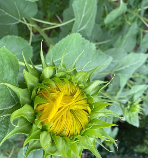 向日葵花期几月份（关于向日葵开花季节）