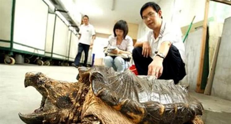 鳄鱼龟怎么养长得快（鳄鱼龟养殖方法与技巧）