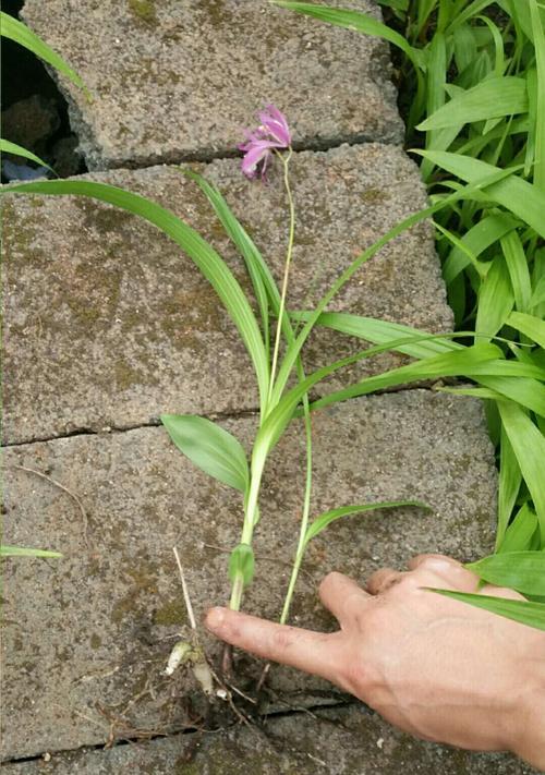 白兰花怎么种植（白兰花种植方法和时间）