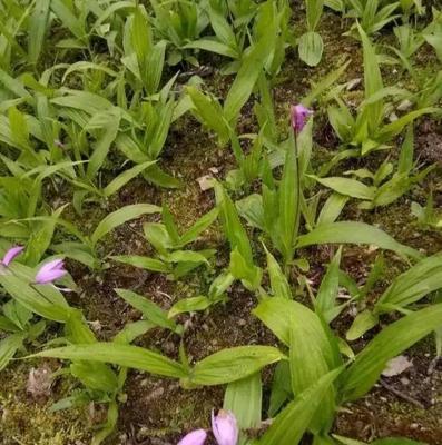 白兰花怎么种植（白兰花种植方法和时间）