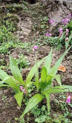 白兰花怎么种植（白兰花种植方法和时间）