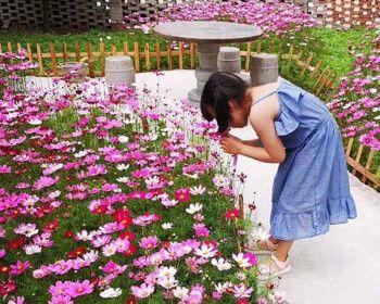 波斯菊怎么盆栽（波斯菊种植方法和时间）