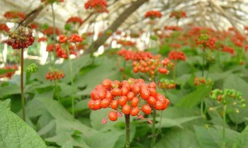 西洋参怎么种植（西洋参种植条件与方法）