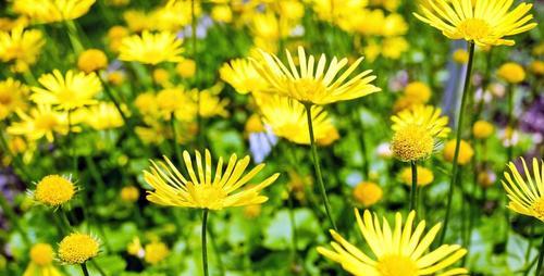 什么花在春天开花（春季常见的花卉介绍）