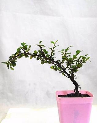 荀子养护要注意什么（荀子的养护与管理技术）