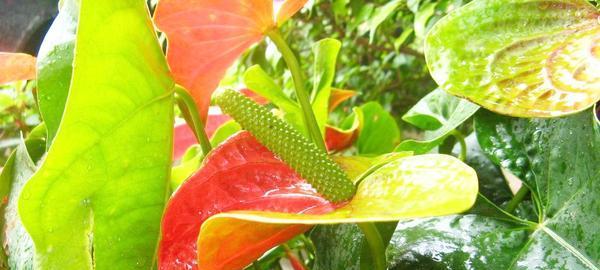 火鹤花怎么养才能开花（火鹤花的养殖方法和注意事项）