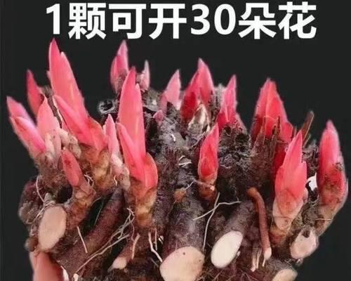 牡丹花怎么种植（牡丹花种植方法和时间）