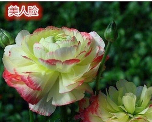 牡丹花怎么种植（牡丹花种植方法和时间）