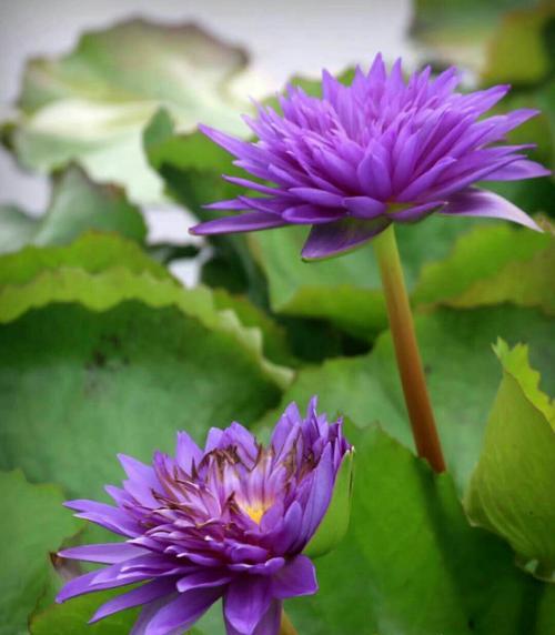 莲花什么时候开（观赏莲花花期简介）