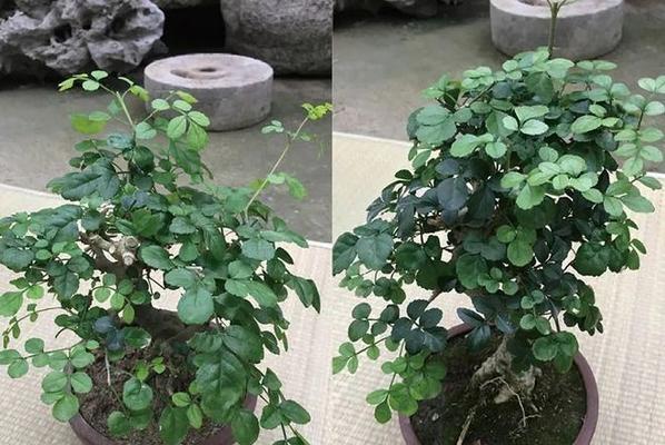 对节白蜡可以在室内养吗（种植对接白蜡的注意事项）