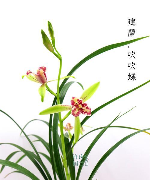 最香的兰花品种排名（探寻香气四溢的兰花世界）