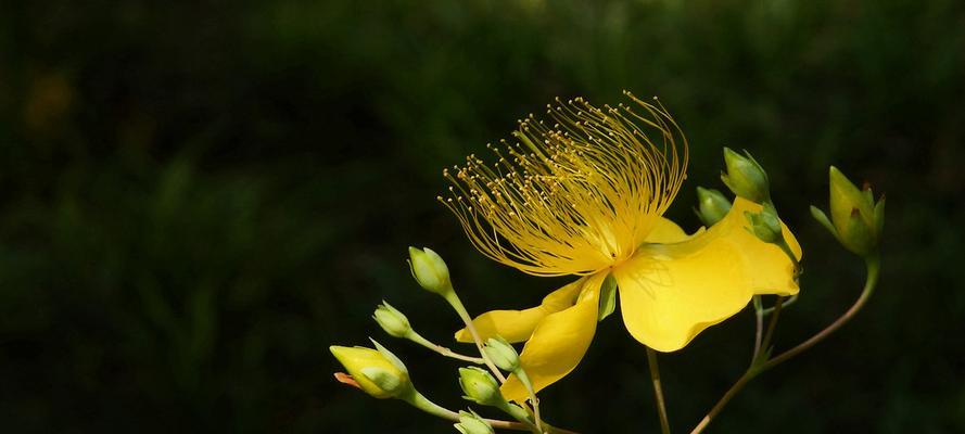 金丝桃怎么种植（金丝桃的种植与养护）