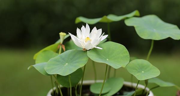 荷花怎么养殖方法（详解荷花的养护技巧）