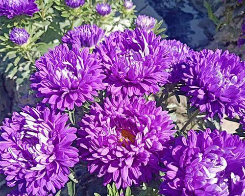 四季菊花有哪些品种（盘点十种常见的四季菊花）