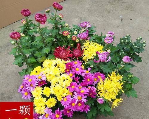 四季菊花有哪些品种（盘点十种常见的四季菊花）