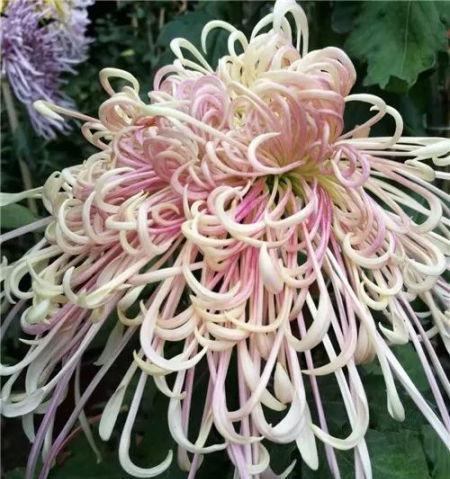 四季菊花有哪些品种（盘点十种常见的四季菊花）
