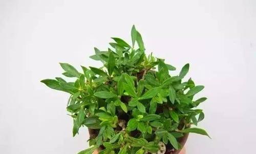 萤火虫的饲养方法有哪些（萤火虫养殖技术大全）