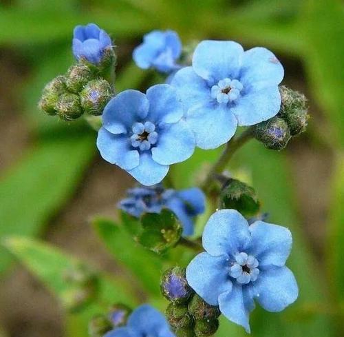 蓝星花的花语和寓意（探索蓝星花的花语与意义）