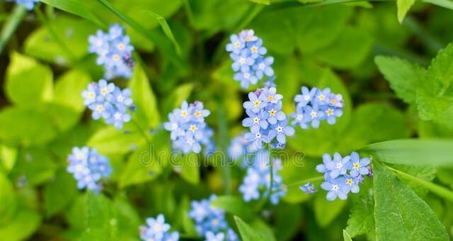 蓝星花的花语和寓意（探索蓝星花的花语与意义）