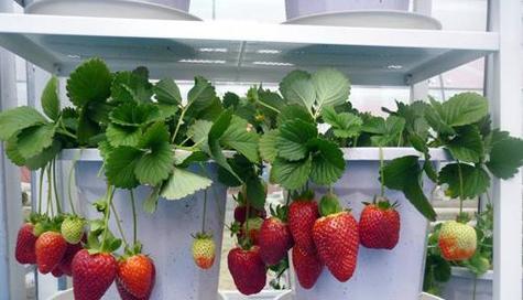 盆栽草莓怎么种植方法（家庭阳台草莓种植技术）