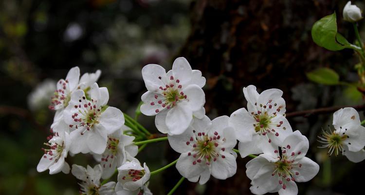 梨花什么时候开花季节（有关梨花花期简介）