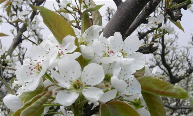 梨花什么时候开花季节（有关梨花花期简介）