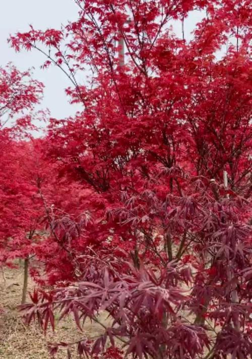 红枫树适合种在哪里（了解红枫树的生长习性）