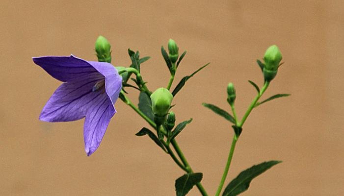 桔梗花怎么种（桔梗花种植方法和时间）