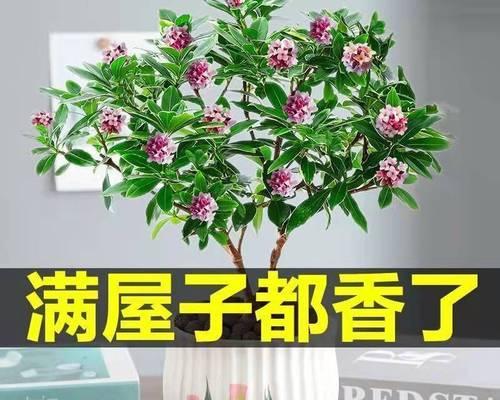 4月开什么花香（代表四月的花卉大全）