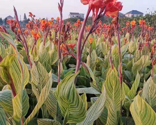 美人蕉如何种植成活率高（美人蕉种植方法和注意事项）
