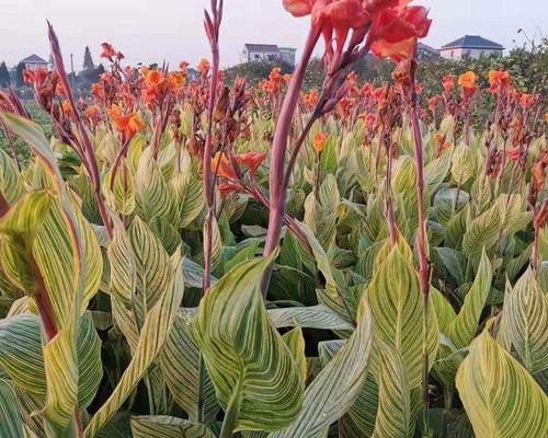 美人蕉如何种植成活率高（美人蕉种植方法和注意事项）