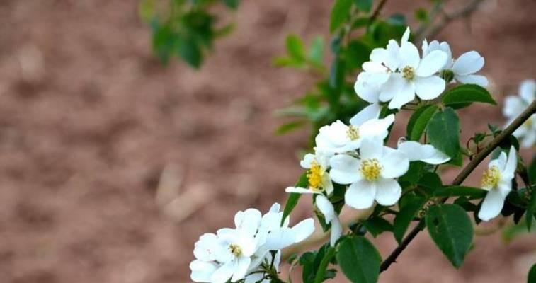 荼瓣花适合养在什么地方（有关荼瓣花的养护知识）