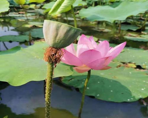 莲藕如何种植（莲藕种植技术与管理）