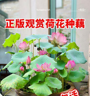 怎样种植莲藕（种植莲藕的方法步骤）
