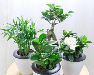 四季竹子怎么养才能更旺盛（家庭盆栽竹子的养殖方法）