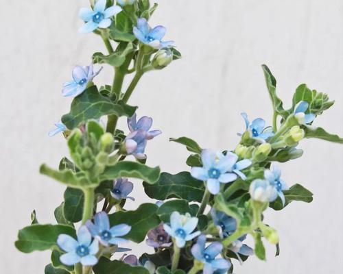 蓝星花的种植方法和技术（栽培蓝星花的窍门）