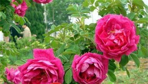 玫瑰花种植方法和技巧（玫瑰花种子种植方法步骤）