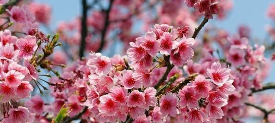 樱花树种植方法是什么（栽种樱花树的注意事项）