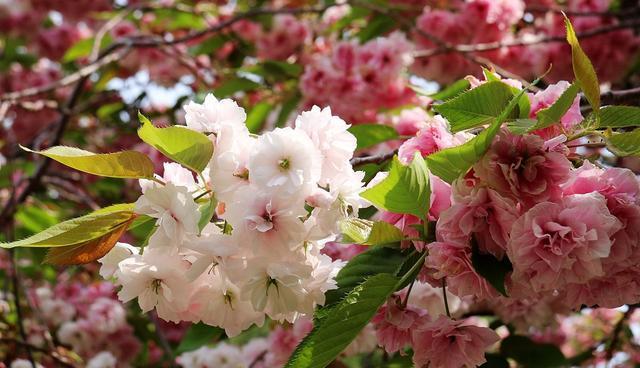 樱花树种植方法是什么（栽种樱花树的注意事项）