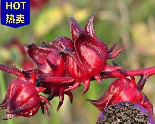 玫瑰花籽怎么种（教你玫瑰花籽种植方法）