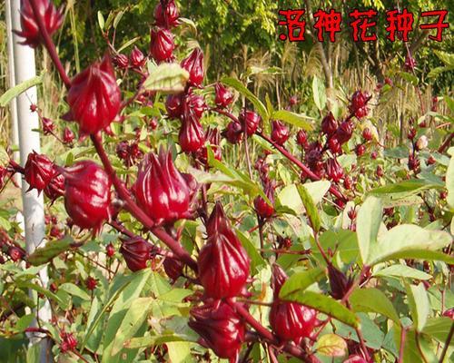 玫瑰花籽怎么种（教你玫瑰花籽种植方法）