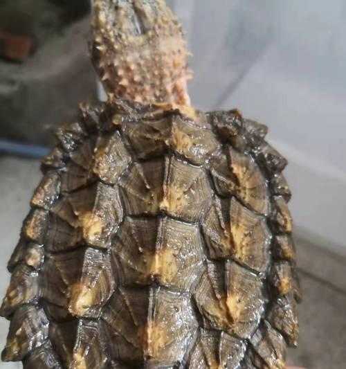 鳄鱼龟怎么养殖（鳄鱼龟的饲养注意事项）