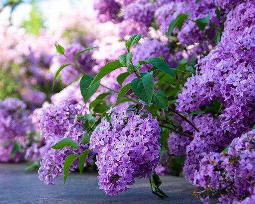 丁香花的样子图片（描述丁香花的图片和介绍）